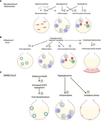 Respiratory Tract Infections in Diabetes – Lessons From Tuberculosis and Influenza to Guide Understanding of COVID-19 Severity